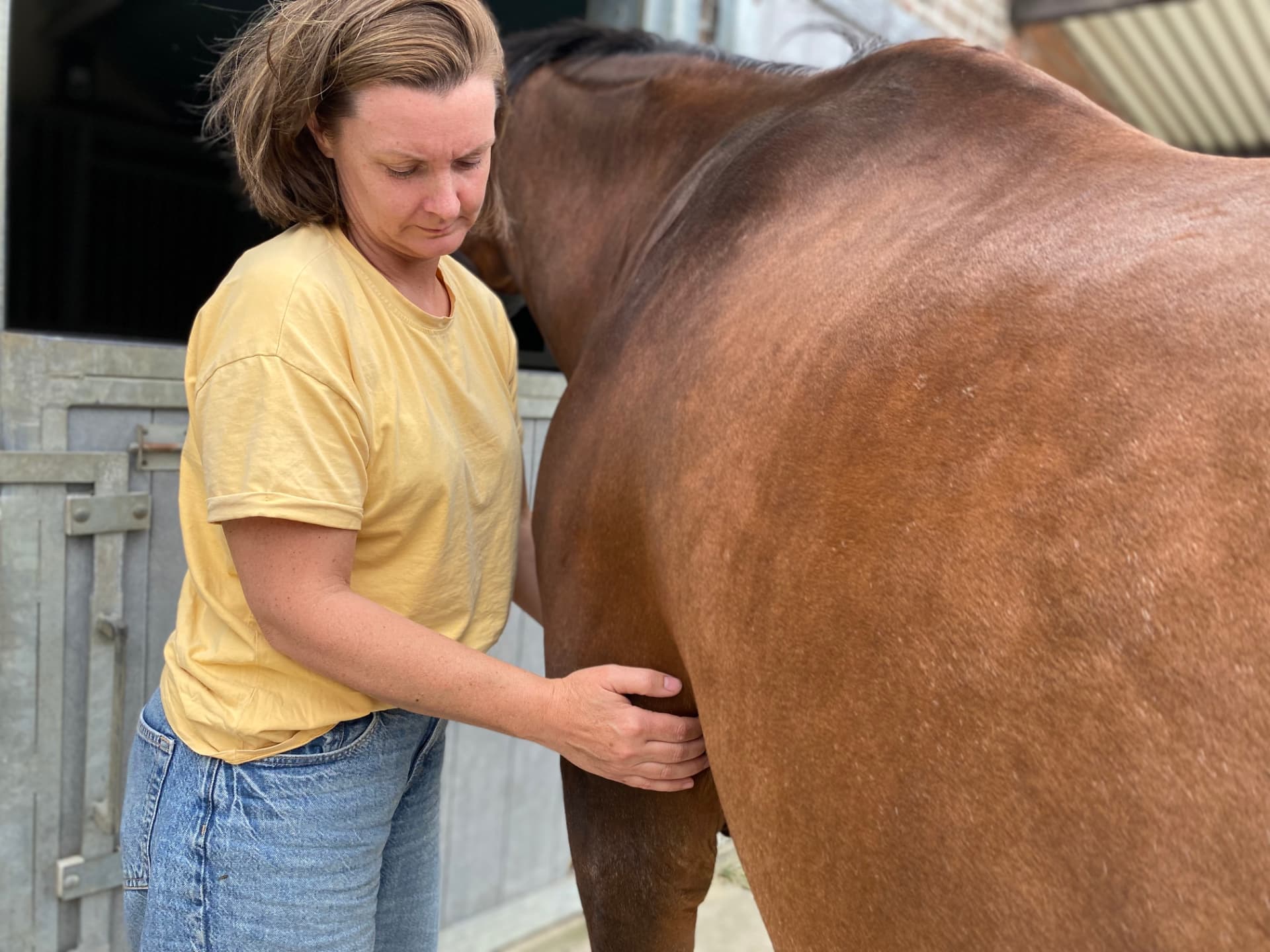 Laurence geeft shiatsu op de schouder van een paard